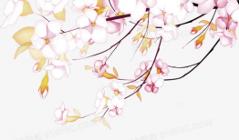 动漫樱花图,绘梦动漫世界