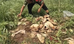 方山吃瓜最新事件爆料新闻,最新爆料揭露惊人内幕